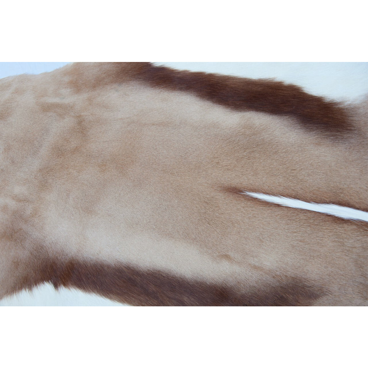 Springbok Rug | Fast Shipping Australia Wide! – Cowhide Rugs Online